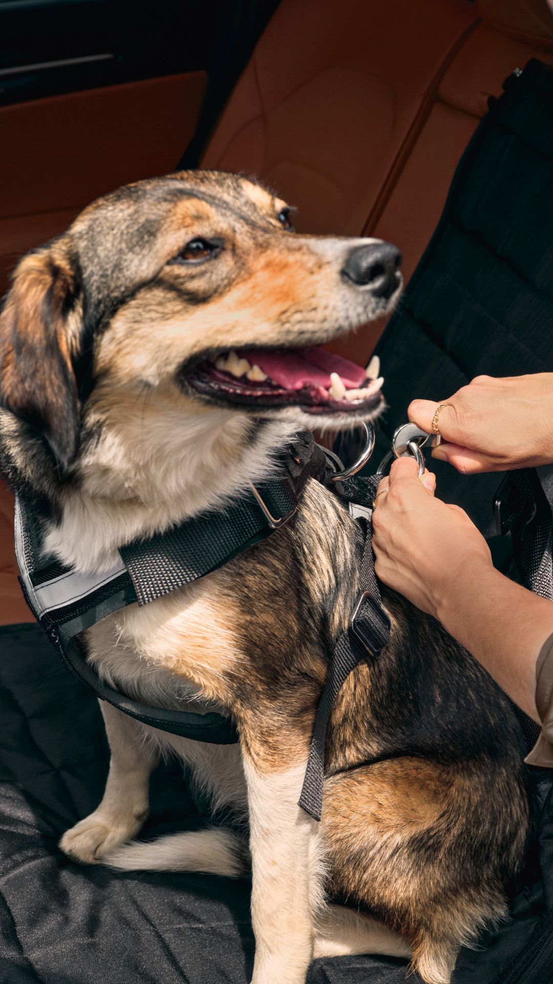 Eine Frau befestigt ihren Hund mit einem Škoda Hundeschutzgurt auf dem Rücksitz eines Škoda.