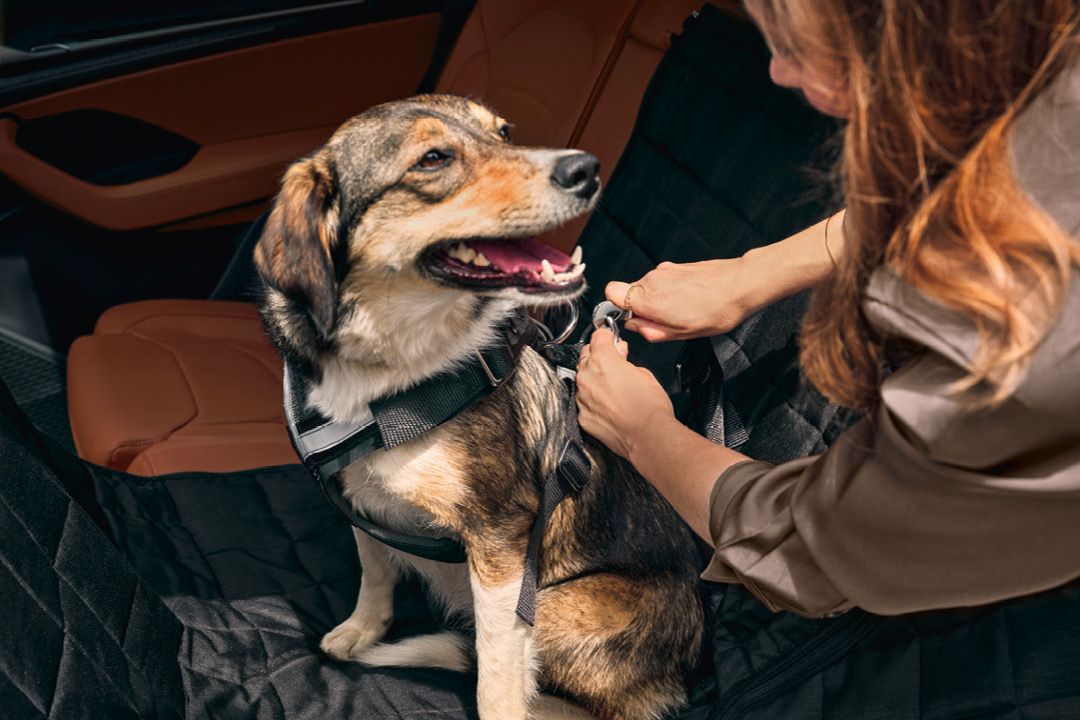 Eine Frau befestigt ihren Hund mit einem Škoda Hundeschutzgurt auf dem Rücksitz eines Škoda.