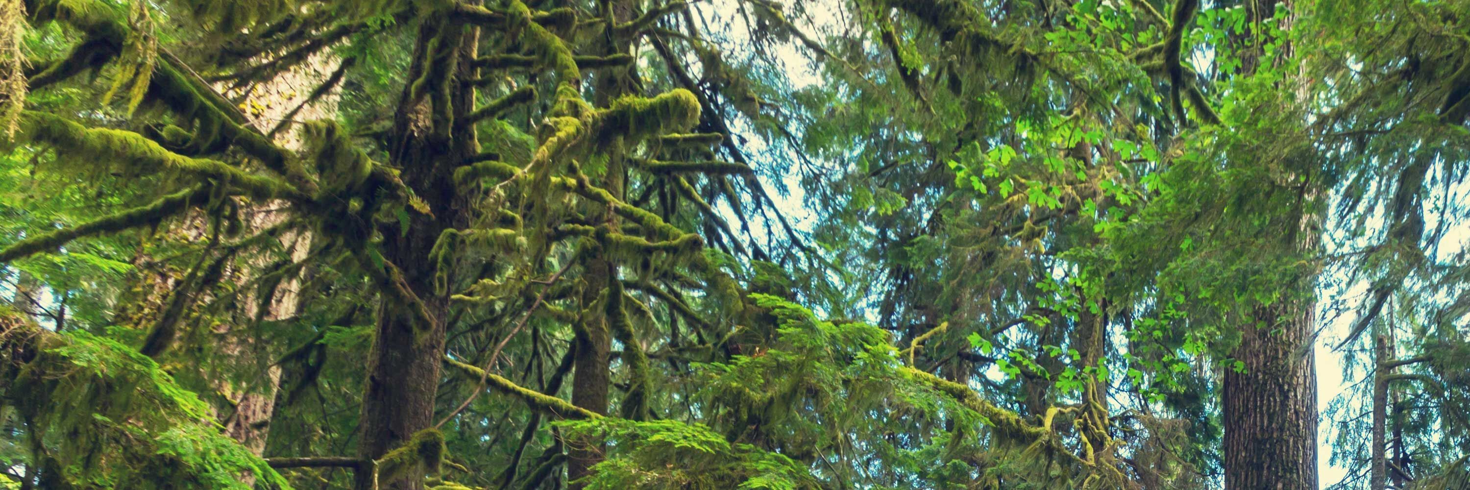 Blick in die Baumkronen eines Waldes