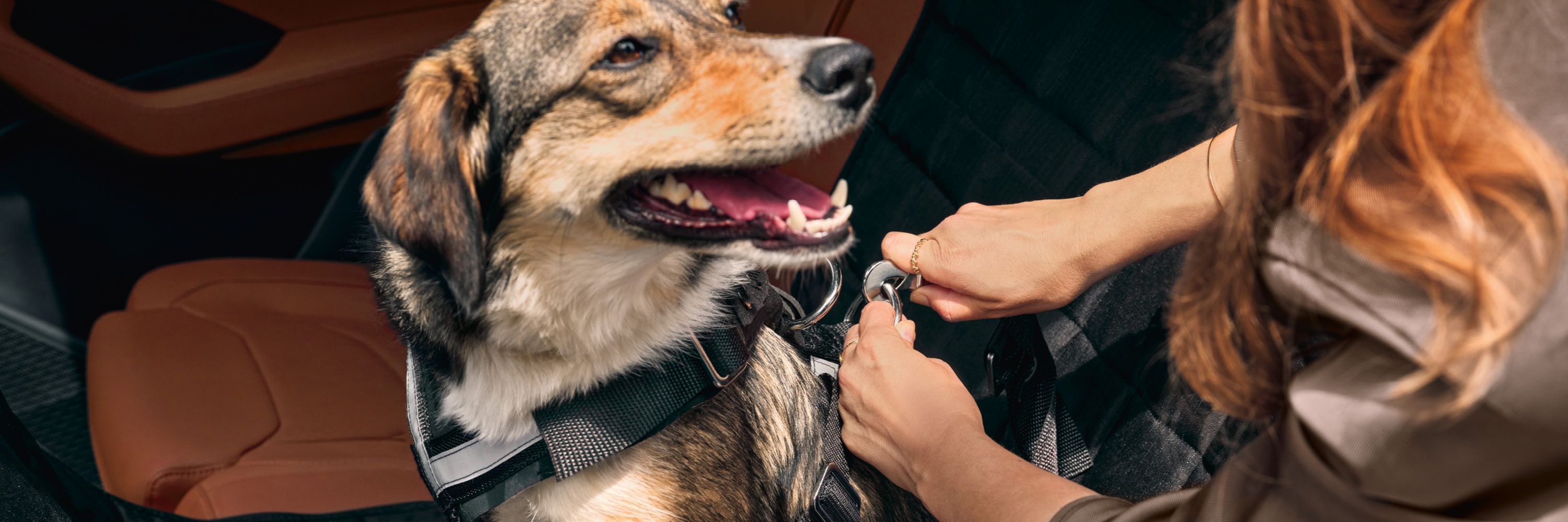 Eine Frau befestigt ihren Hund mit einem Škoda Hundeschutzgurt auf dem Rücksitz eines Škoda.